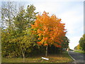 Autumn colour in Tibthorpe