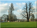 Trees, Eltham Park South