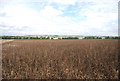 Farmland above the Crouch Valley