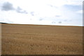 Stubble west of Canewdon