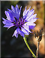 Cornflower (Centaurea cyanus)