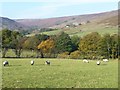 Autumn colours along the River Esk in Westerdale