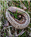 NY4822 : A lizard on Heughscar Hill by Karl and Ali