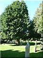 St Mary, Bradford Abbas: churchyard (vi)