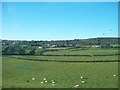 Grazing sheep at The Heights