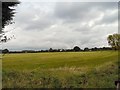 Fields near Hazel Grove