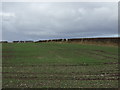 Farmland near County Farm