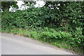 Overgrown gateway on road from Ulshaw to Hallwith