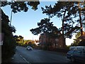 Mature trees lining Burton Road