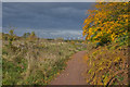 Leaves turning on the Bridgewater Way