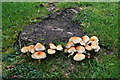 Fungi on a tree stump