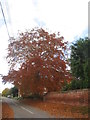 Beech in autumn, Brampton