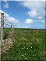 HY4728 : Fenceline, Egilsay, Orkney by Claire Pegrum