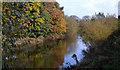 River Derwent in Malton