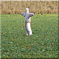 TA0412 : Scarecrow on Elsham Wolds by David Wright