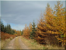 NX7371 : Autumn colour on Barwhillanty estate by Hugh Close