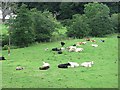 Cattle, Bridge of Eden