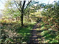 Path on Gray Hill, Wentwood