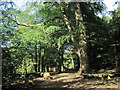 Bromborough Wood in Summer