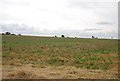 Farmland south off Gore Rd