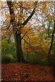SK3085 : Autumn in Whiteley Woods by Graham Hogg