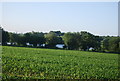 Crops south of New Rd