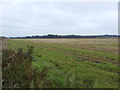 Three Acre Plantation, as seen across farmland