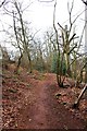 Path through Hilditch Coppice, near Hartlebury