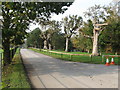 Pollarded trees on entrance road to Sheffield Park