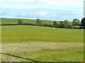 Looking east across the Wickerman field