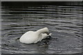 TQ2276 : Bewick's Swan Preening, London  Wetland Centre, Barnes, London by Christine Matthews