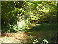 An old entrance to Cophall Wood