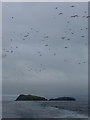 NA7246 : Flannan Isles: gannets follow us towards Roaiream by Chris Downer
