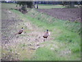 TM3672 : Two Cock Pheasants in a field by Geographer