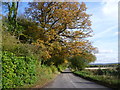 Autumnal tree along Ovenden Road