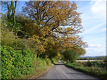 TQ4856 : Autumnal tree along Ovenden Road by Marathon