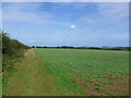 TF7130 : Hedgerow near Dersingham by Nigel Mykura