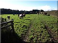 Field next to minor road near Kennick