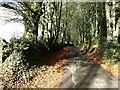 Tree-lined lane beside Beech Tree Farm