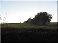 Field boundary by Brickendon Lane