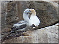 NA6946 : Flannan Isles: a gannet parent and chick by Chris Downer