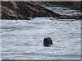 NA6946 : Flannan Isles: a seal pops up by Chris Downer