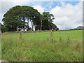 Avenue of trees leading to Brackenagh Hall