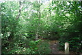 Footpath, Hambledon Common