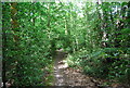 Footpath, Hambledon Common