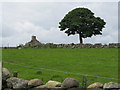 A ruined cottage and a magnificent tree on the west side of Brackenagh East Road