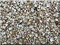 SZ6899 : Millions of slipper shells (Crepidula fornicata) by Rob Farrow