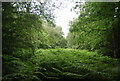 Woodland, bracken and pylon, Hambledon Common