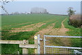 Fields at City Farm