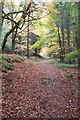 Path in Crannoch-hill Wood